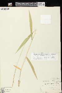 Dichanthelium xanthophysum image