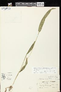 Dichanthelium xanthophysum image