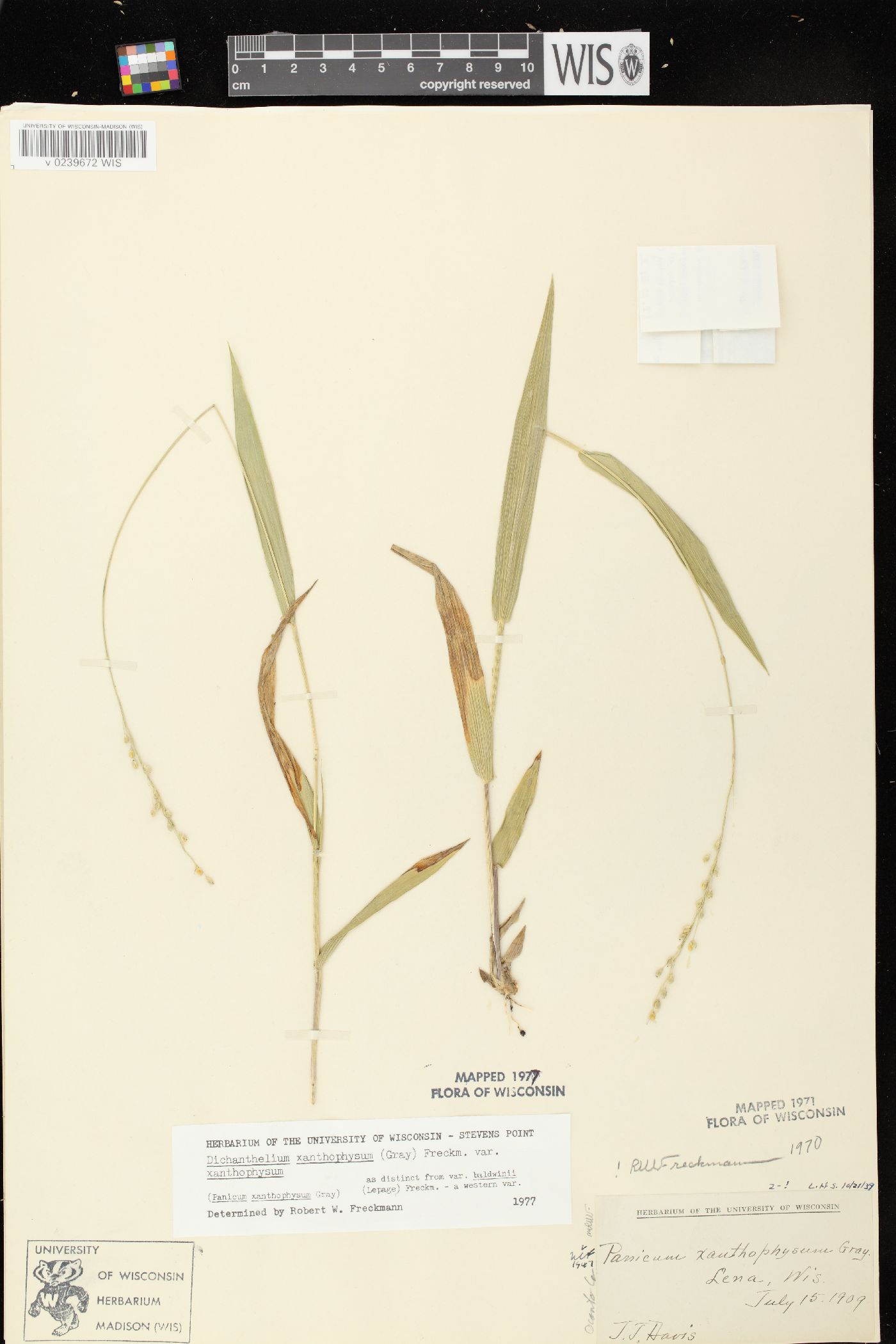 Dichanthelium xanthophysum image