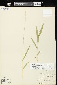 Dichanthelium xanthophysum image