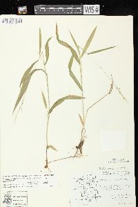 Dichanthelium xanthophysum image