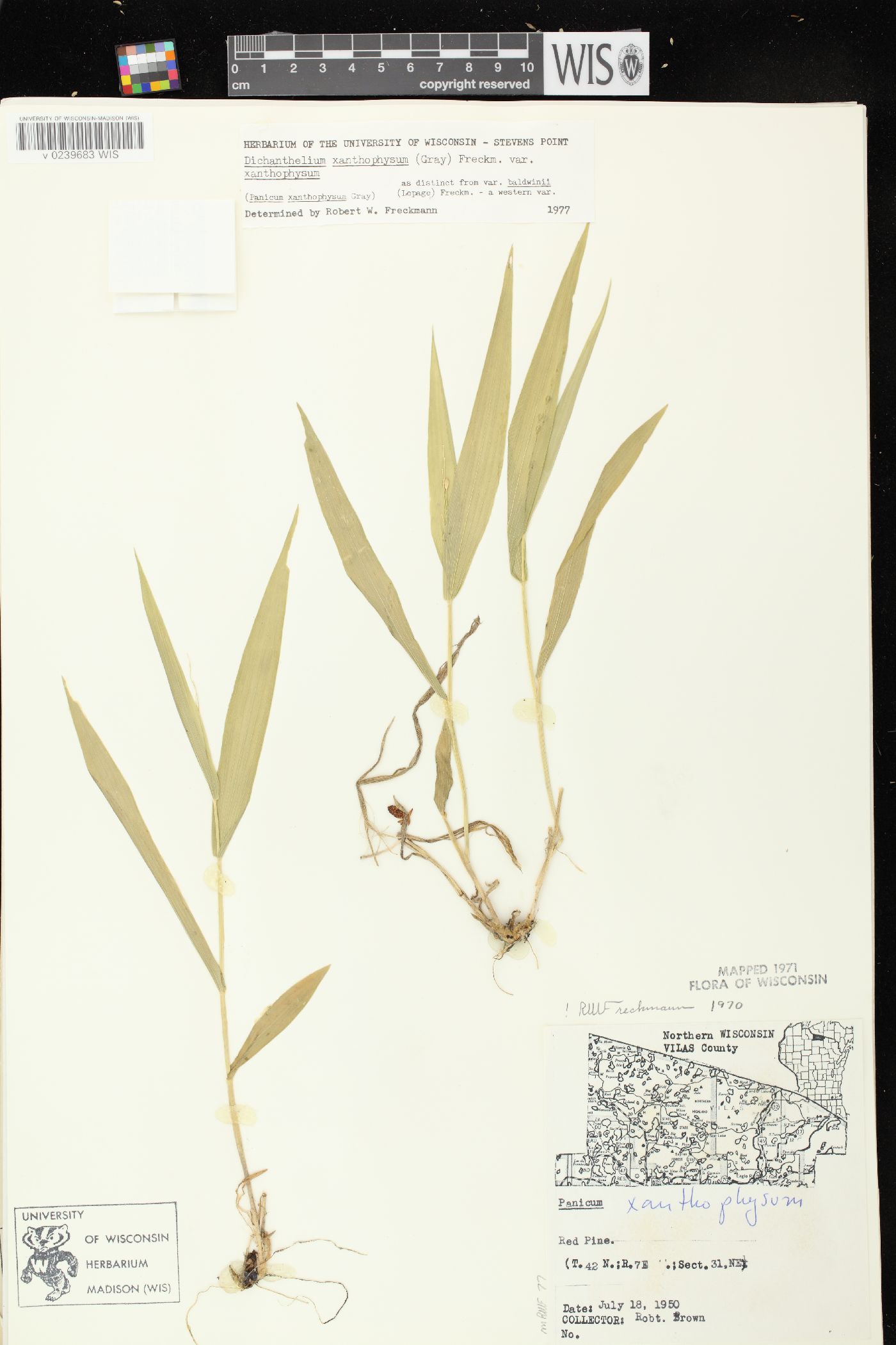 Dichanthelium xanthophysum image