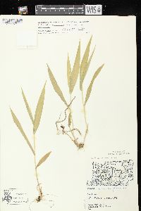 Dichanthelium xanthophysum image