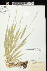 Dichanthelium xanthophysum image