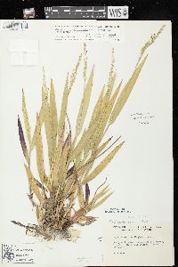 Dichanthelium xanthophysum image