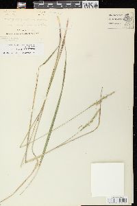 Oryzopsis asperifolia image