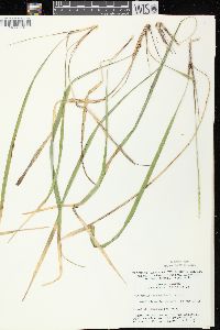 Oryzopsis asperifolia image