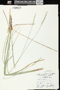 Oryzopsis asperifolia image