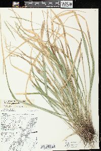 Oryzopsis asperifolia image