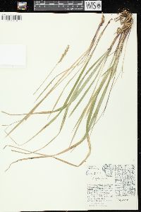 Oryzopsis asperifolia image