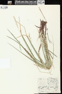 Oryzopsis asperifolia image