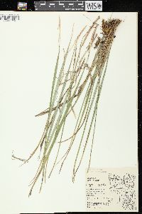 Oryzopsis asperifolia image