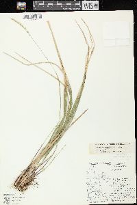 Oryzopsis asperifolia image