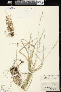 Oryzopsis asperifolia image