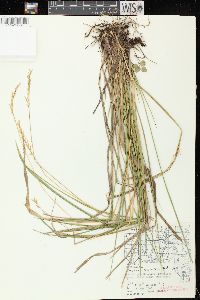 Oryzopsis asperifolia image