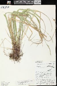 Oryzopsis asperifolia image