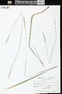 Oryzopsis asperifolia image