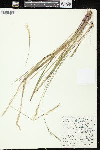 Oryzopsis asperifolia image