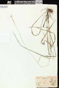 Oryzopsis asperifolia image