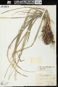 Oryzopsis asperifolia image