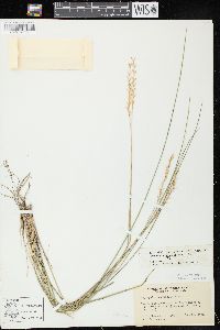 Oryzopsis asperifolia image