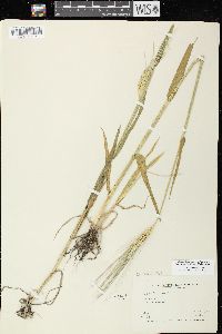 Hordeum vulgare image