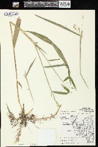 Leersia lenticularis image