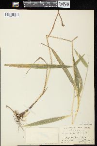 Leersia lenticularis image