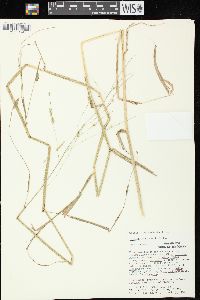 Leersia lenticularis image