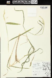 Leersia lenticularis image