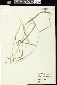 Leersia lenticularis image
