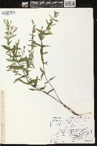 Scutellaria galericulata image