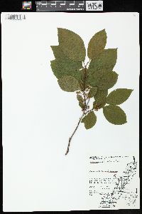 Rhamnus alnifolia image