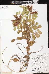 Lathyrus japonicus var. maritimus image