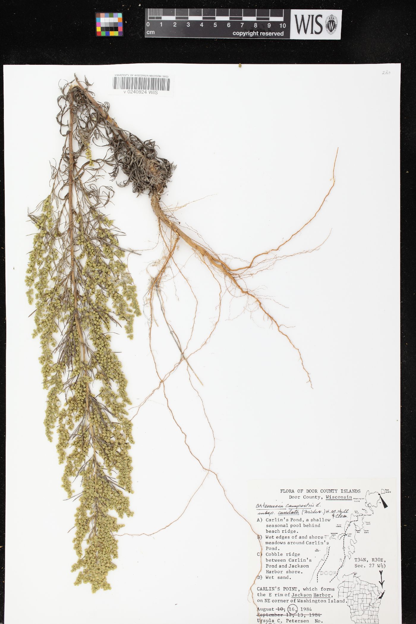 Artemisia campestris subsp. caudata image