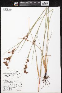 Cladium mariscoides image