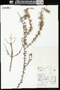 Larix laricina image