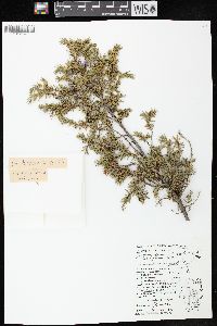 Juniperus communis var. depressa image