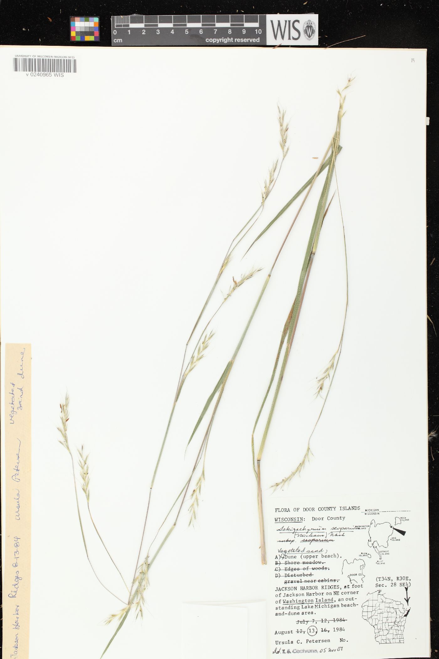 Schizachyrium scoparium var. scoparium image