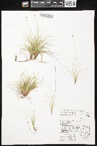 Carex eburnea image