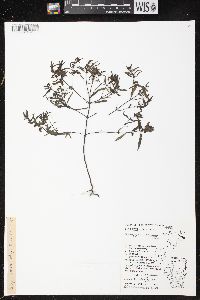 Melampyrum lineare image