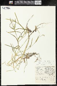 Potamogeton zosteriformis image
