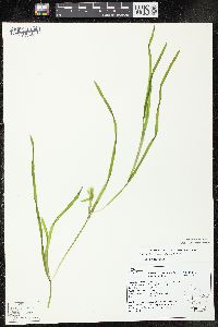 Potamogeton zosteriformis image