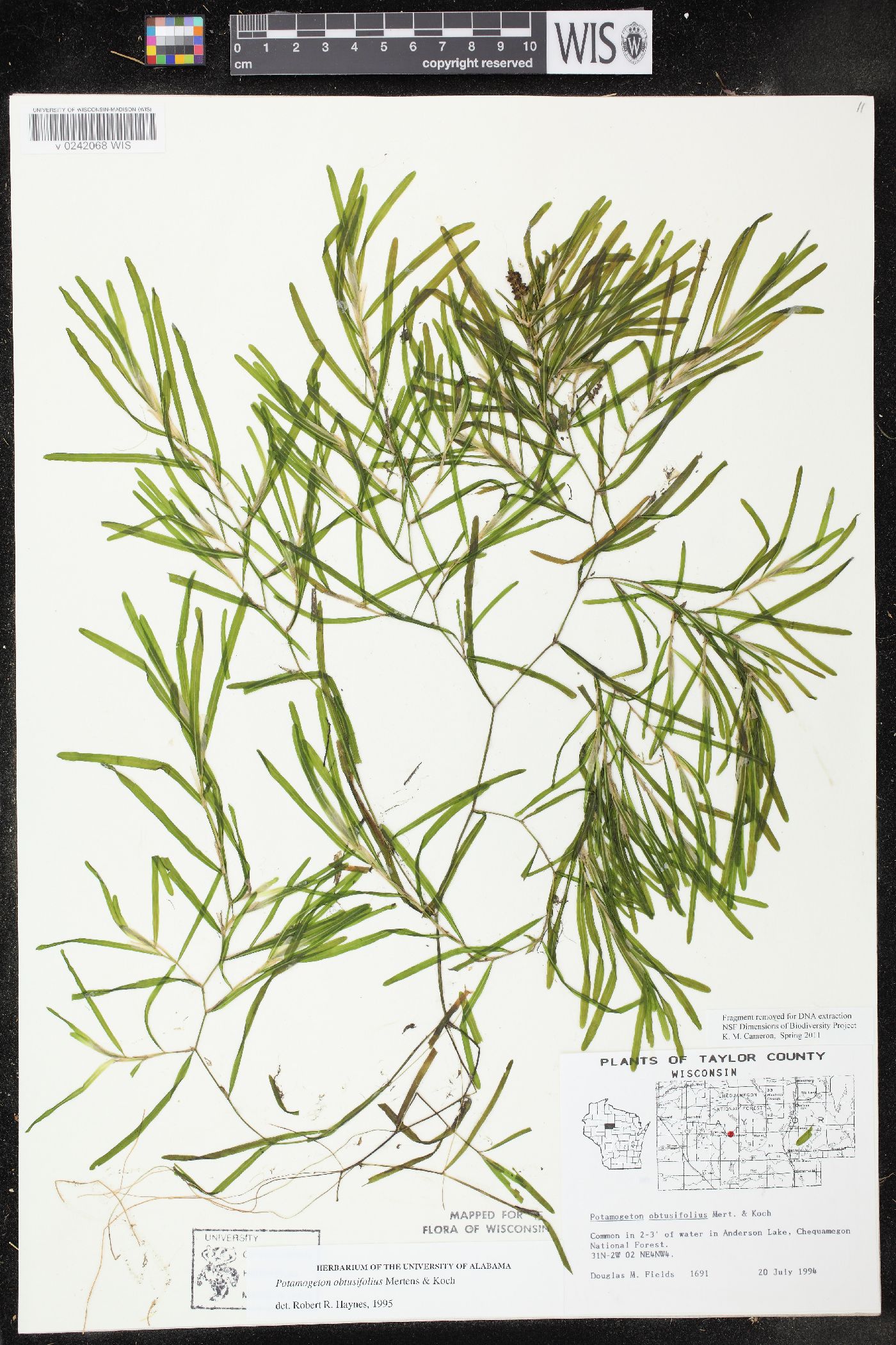 Potamogeton obtusifolius image