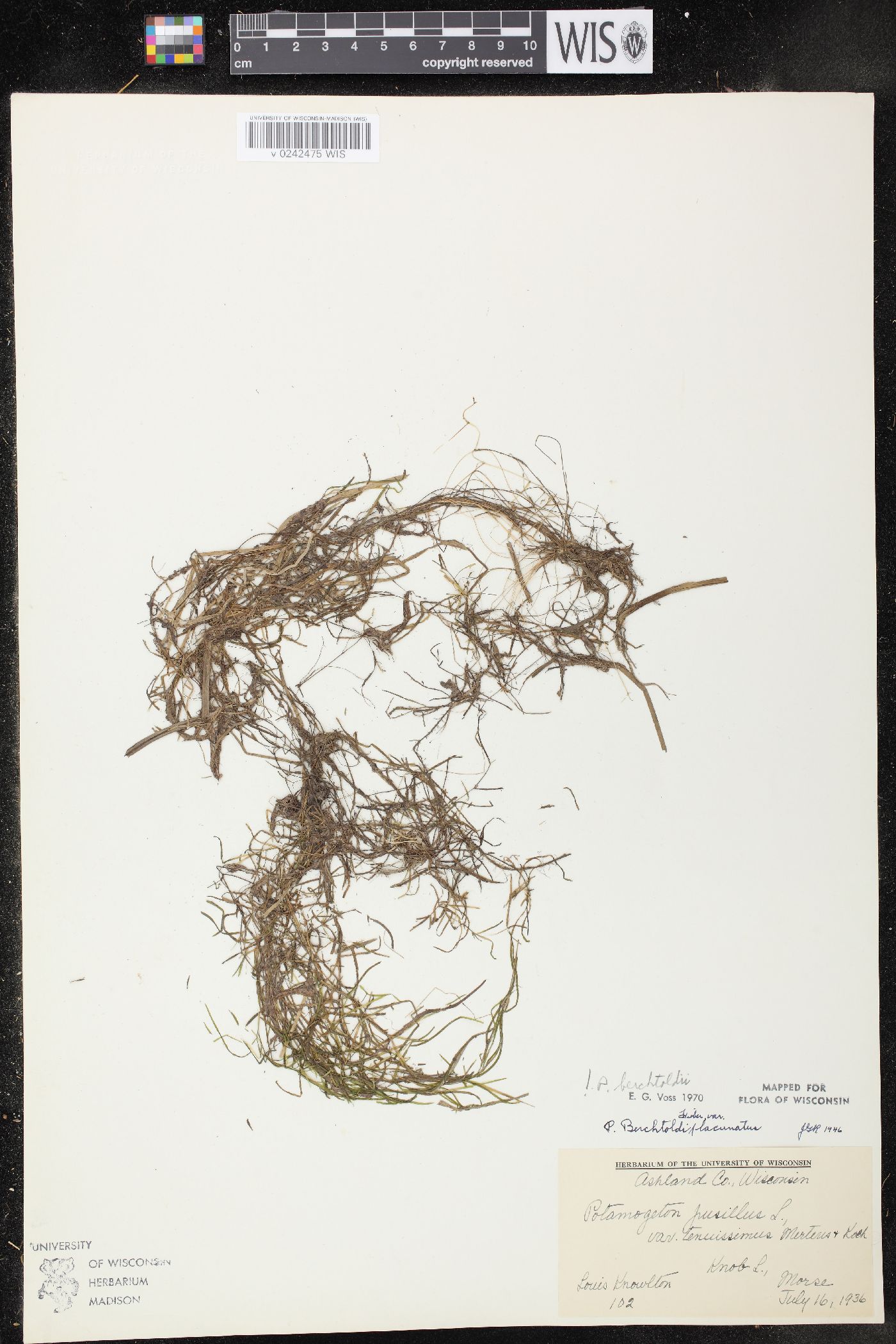 Potamogeton pusillus subsp. tenuissimus image