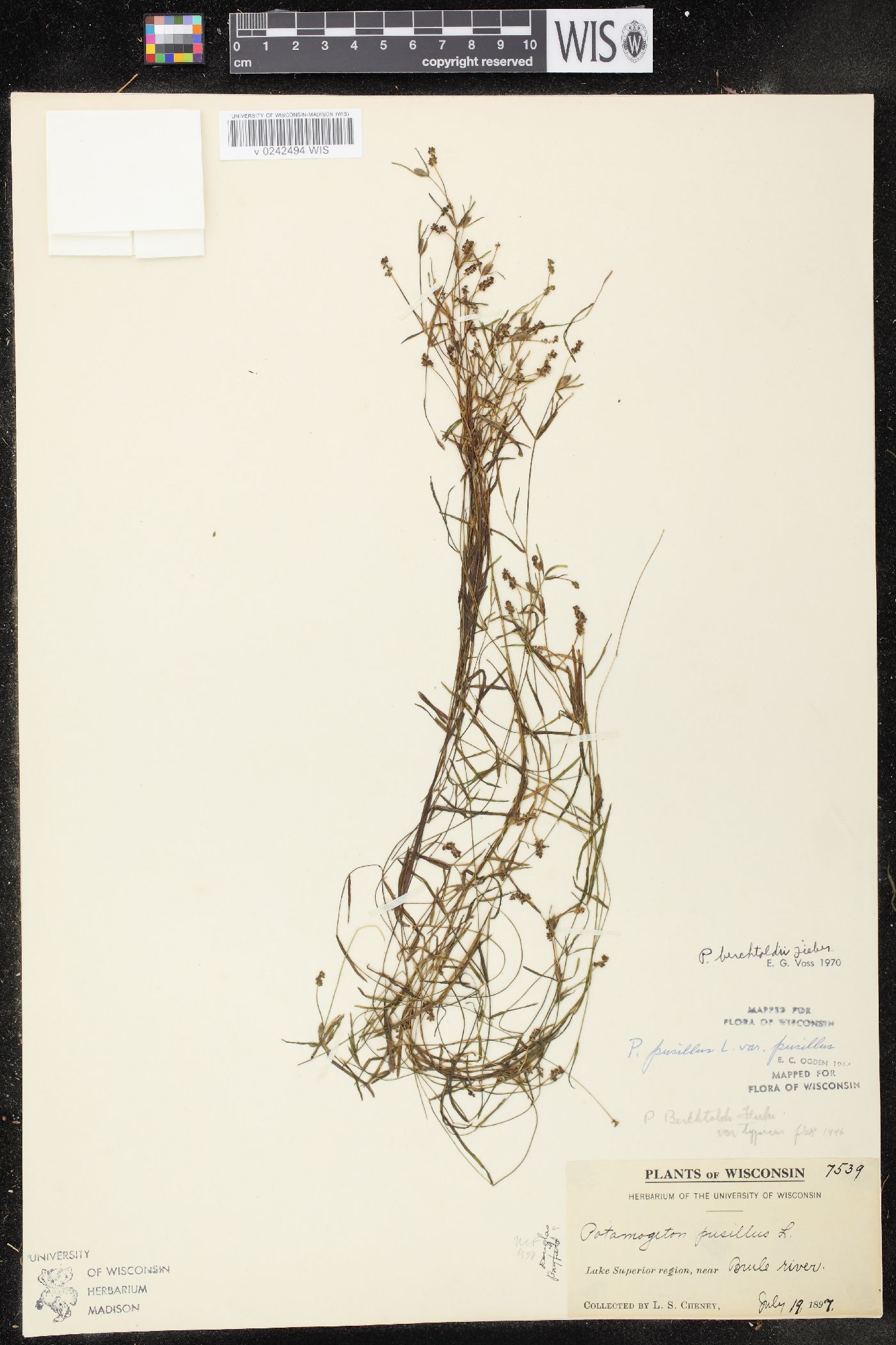 Potamogeton pusillus subsp. tenuissimus image