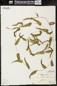 Potamogeton richardsonii image