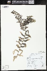 Potamogeton richardsonii image