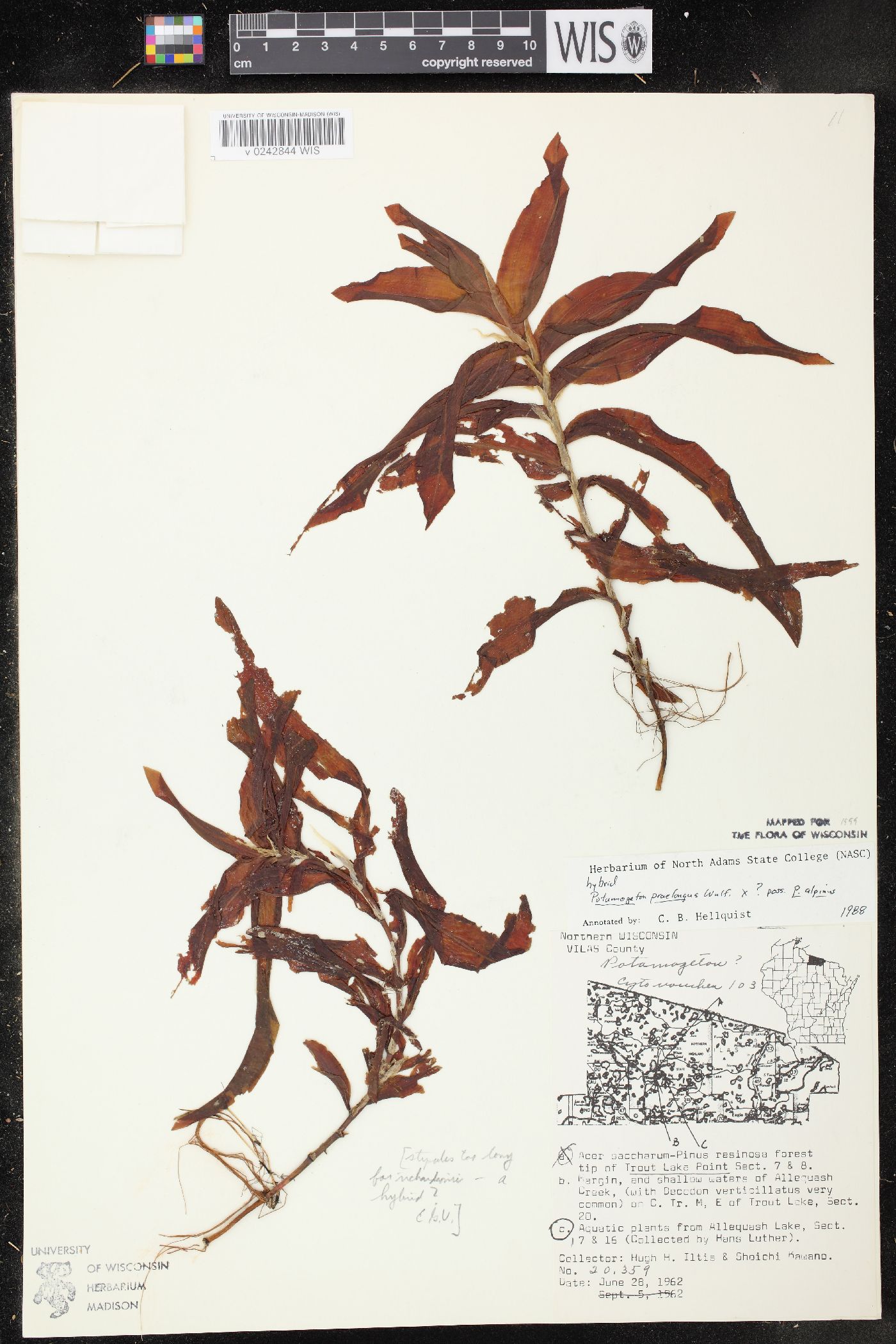 Potamogeton x griffithii image