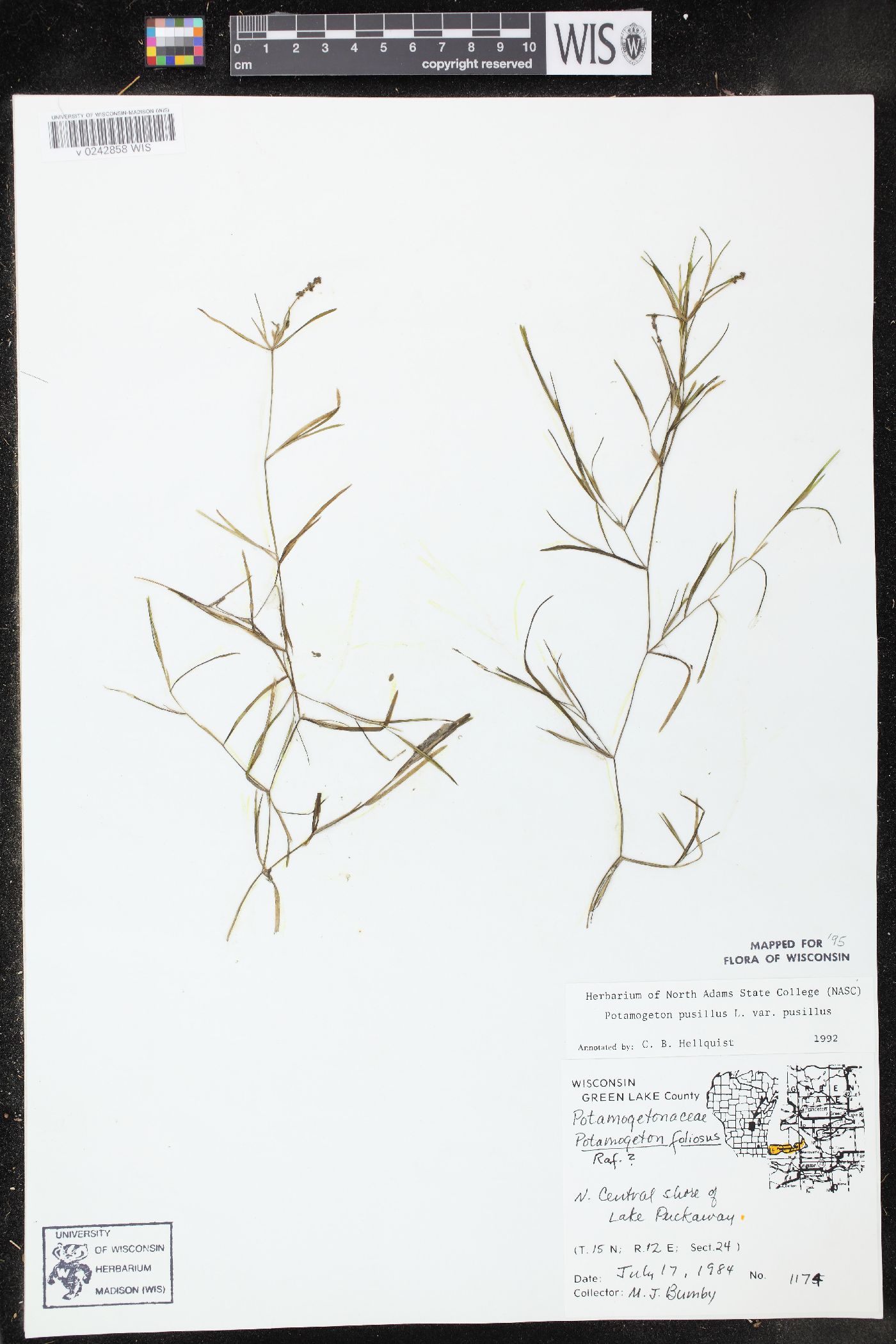 Potamogeton pusillus subsp. pusillus image